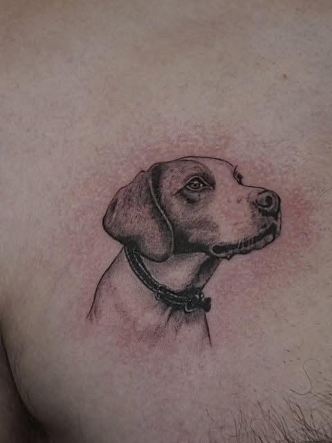 Animal