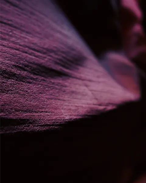 fibs_