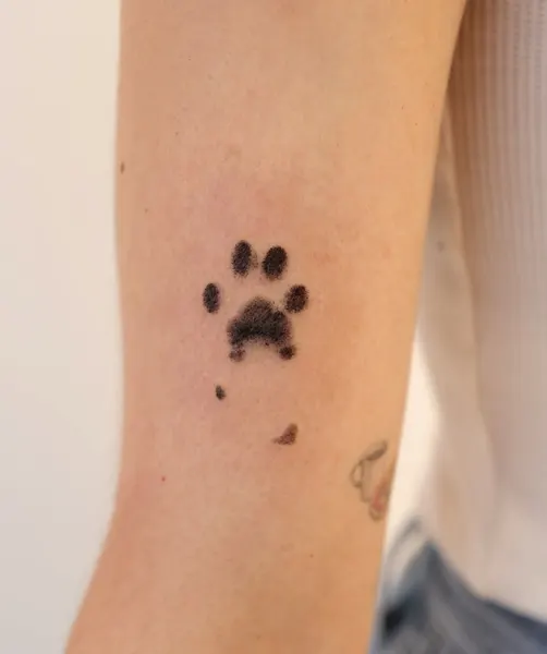 Animal