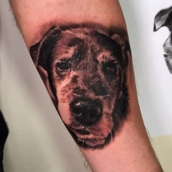 Animal