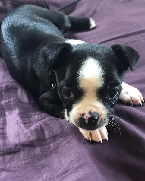 Animal