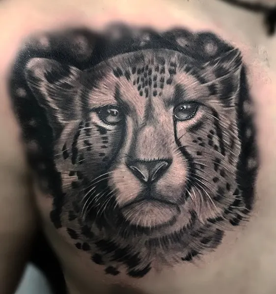 Animal, 표범