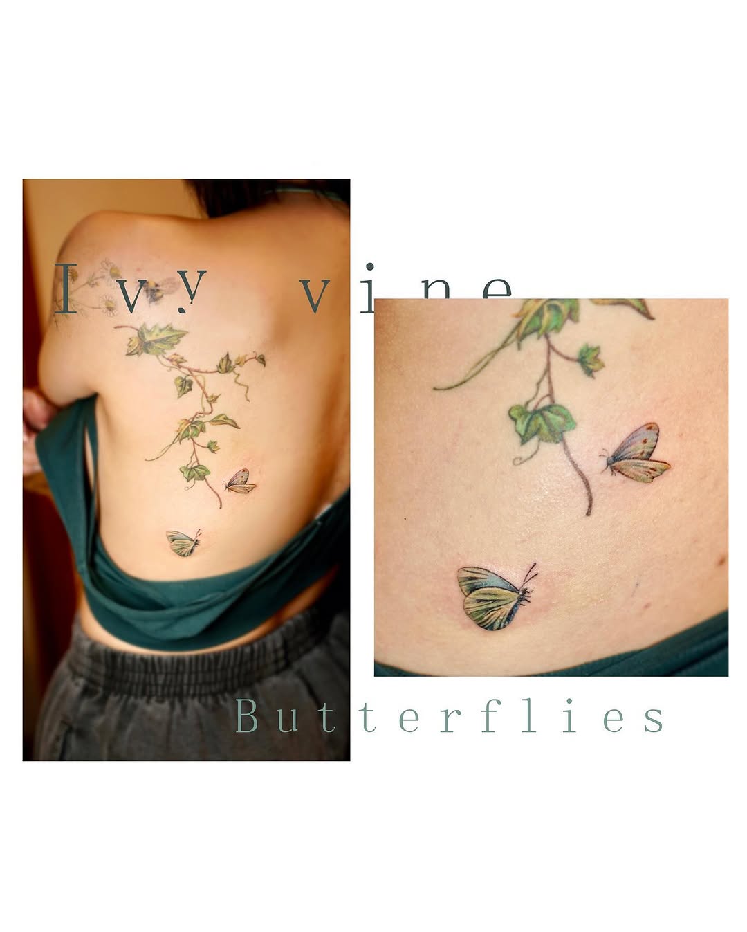 Flower, Nature, Rose