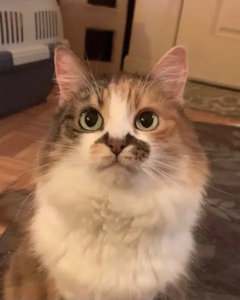 고양이