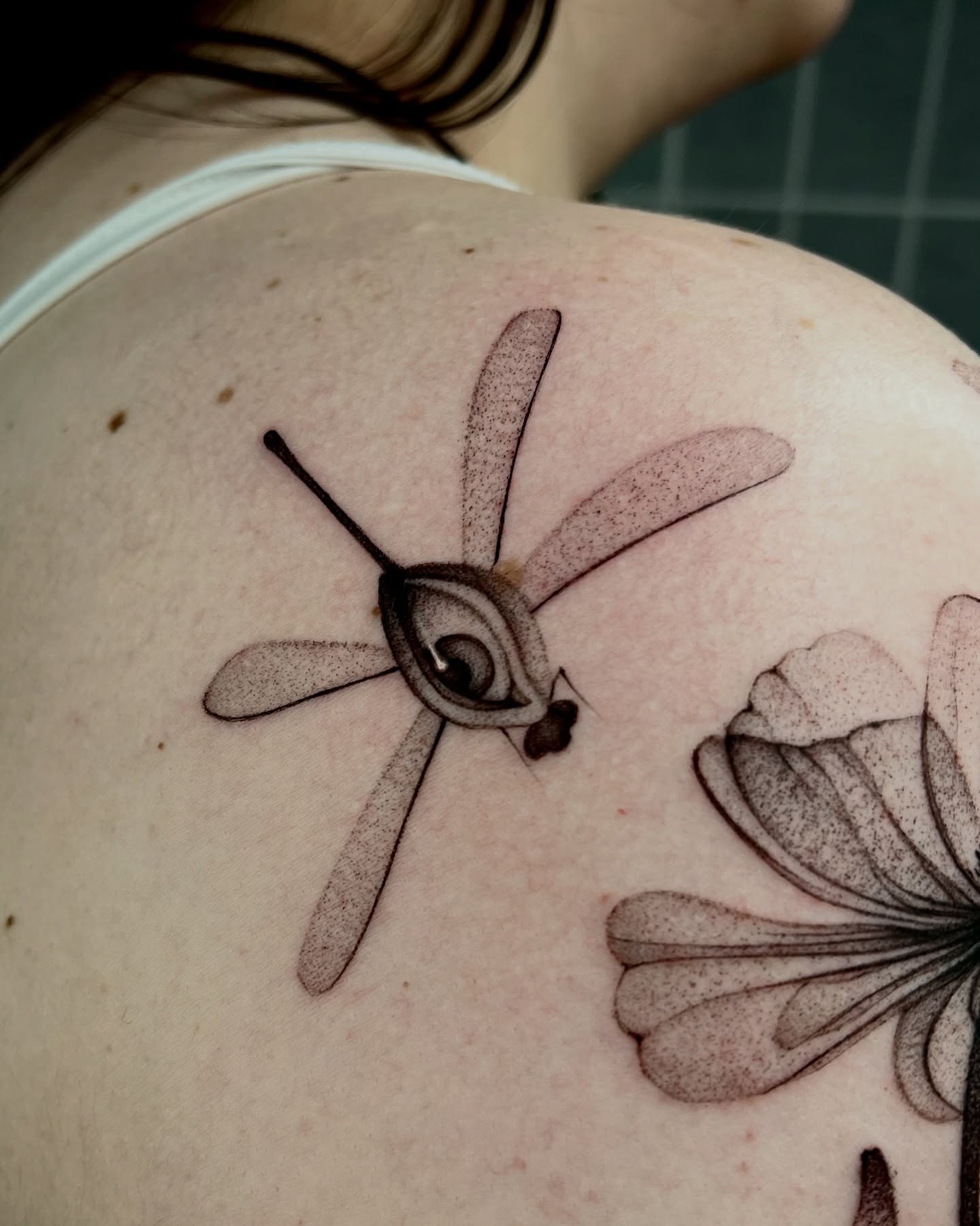 Animal, Nature, 잠자리, 매미