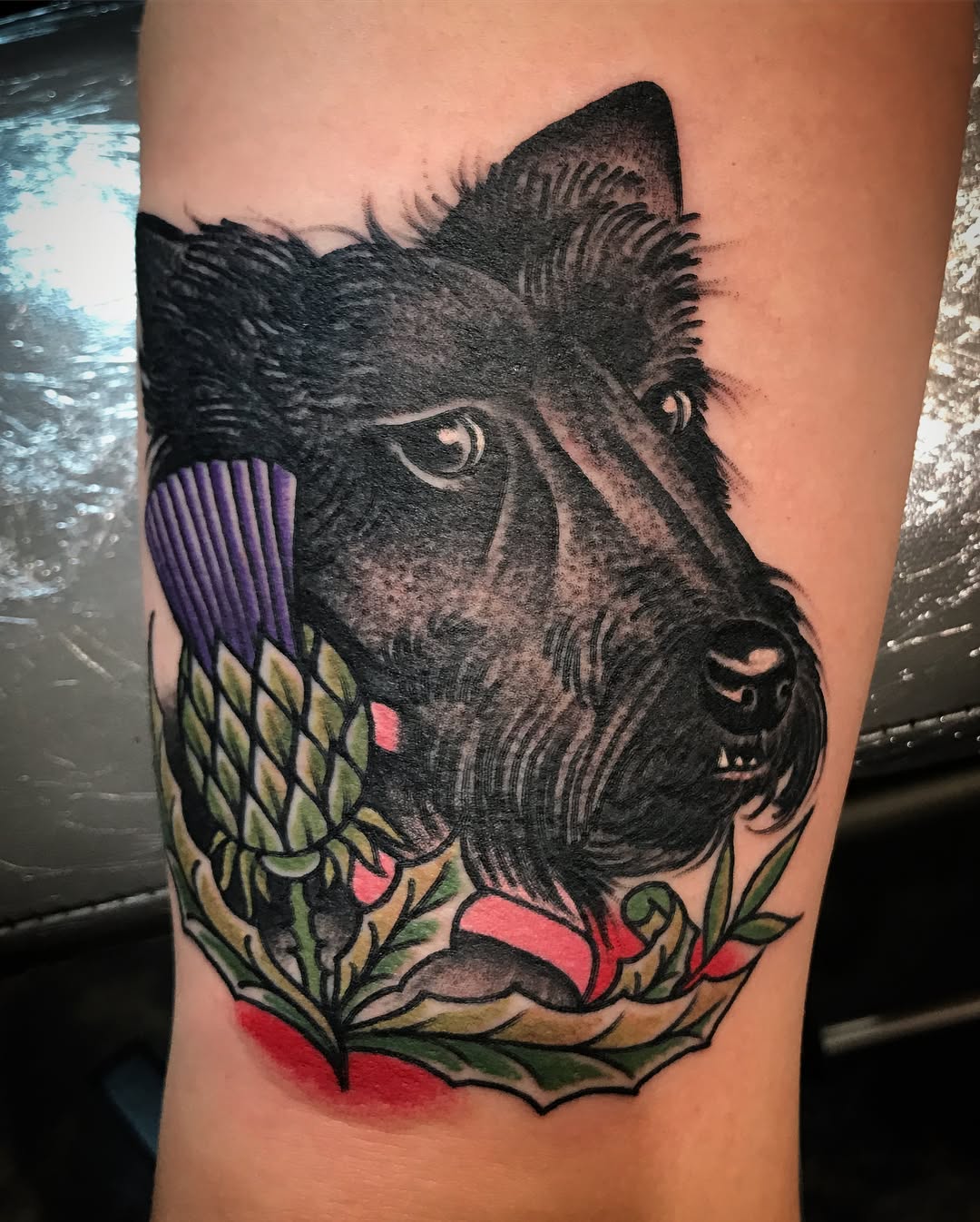 Animal, Tiger