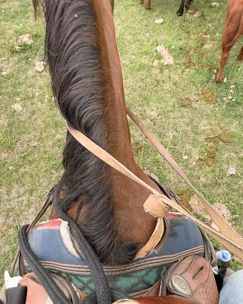 mistertroshin
