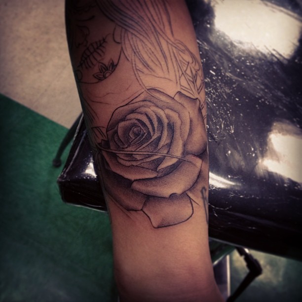 Flower, Rose
