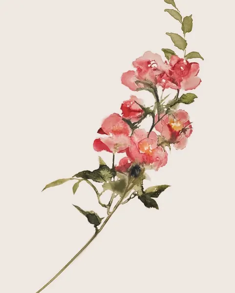 Flower, Rose