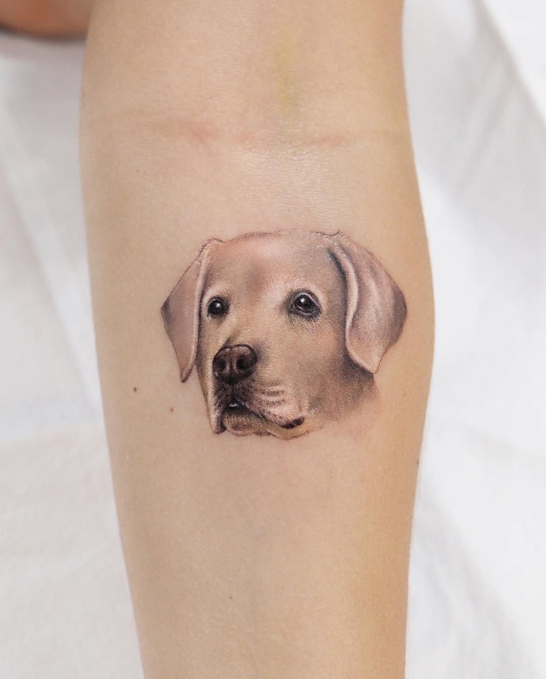 Animal