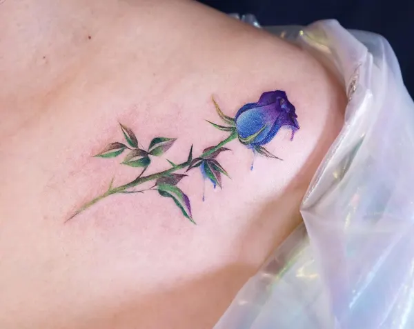 Flower, Rose, Nature