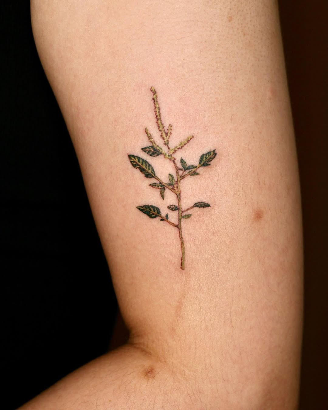 Flower, Rose, Nature