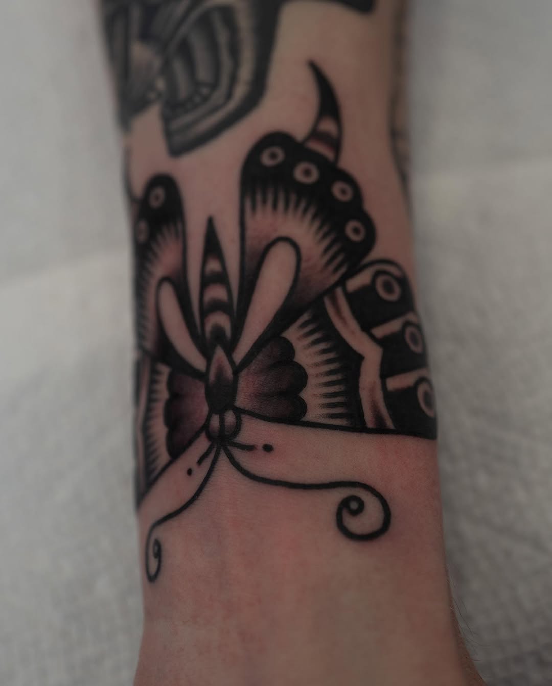 Animal, 거미