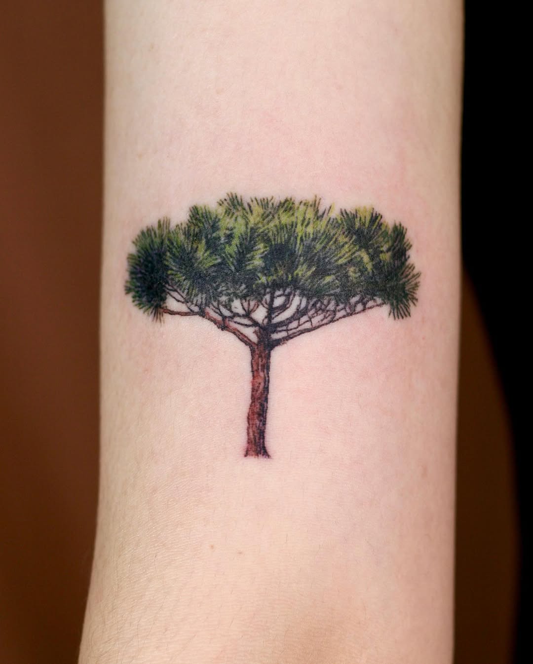 Nature, 나무, 소나무, 숲