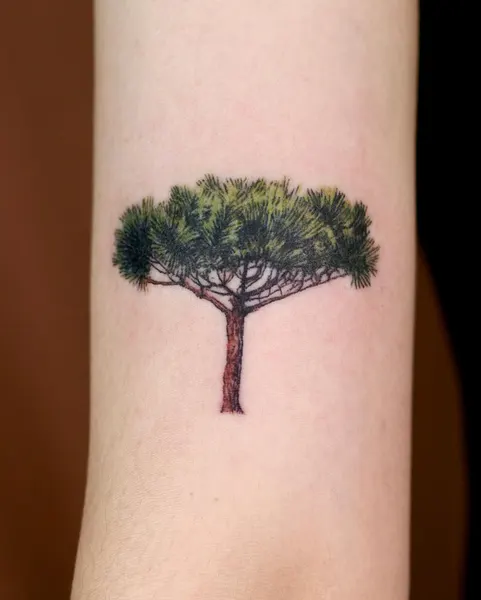 Nature, 나무, 소나무, 숲