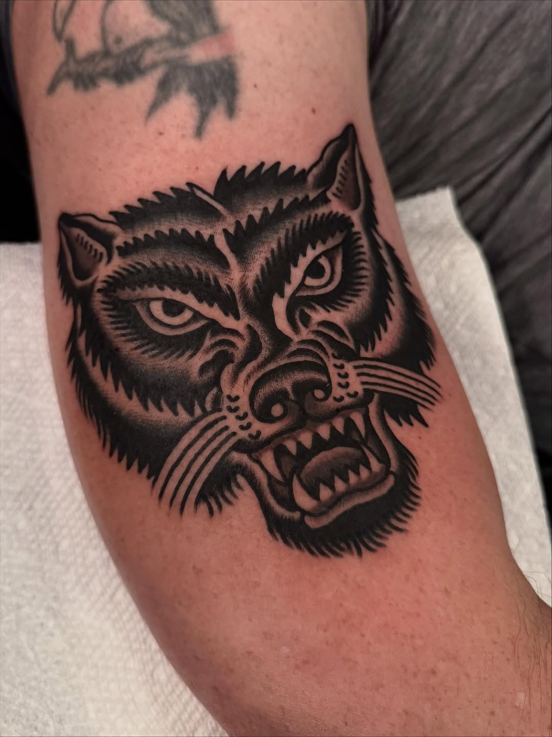 Tiger, Animal