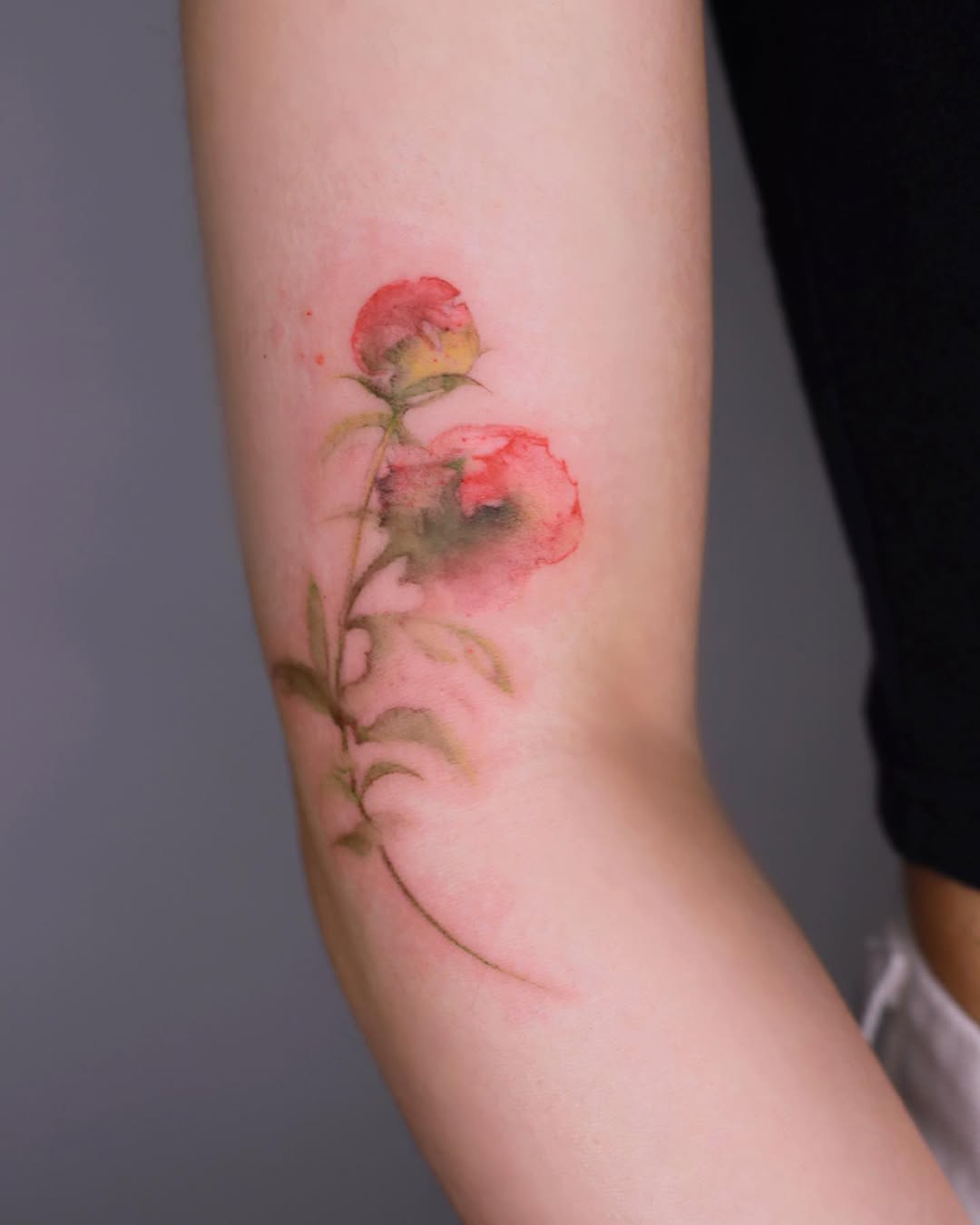 Flower, Rose, Nature