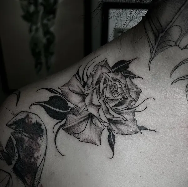 Flower, Rose, Nature