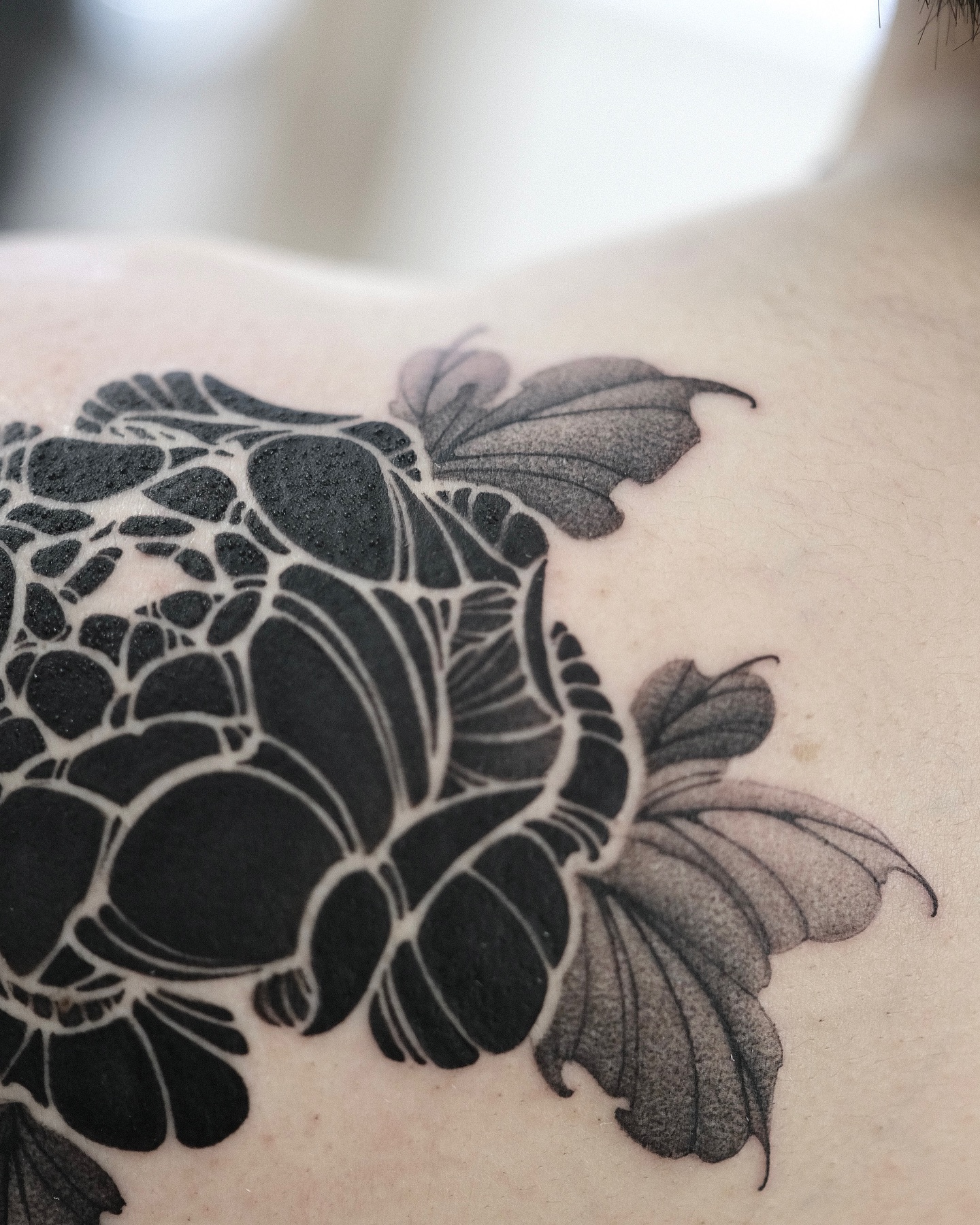 Flower, Nature, Rose