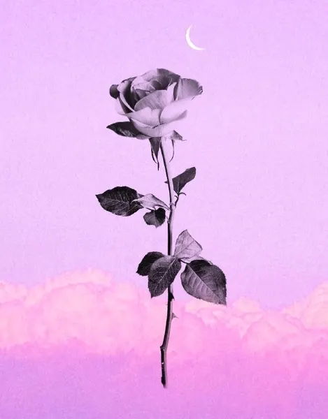 Flower, Rose, Nature