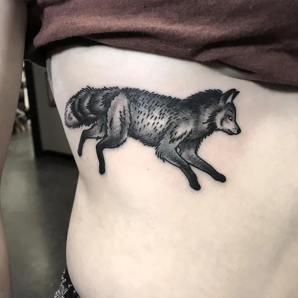 Animal, 너구리, 멧돼지, 여우