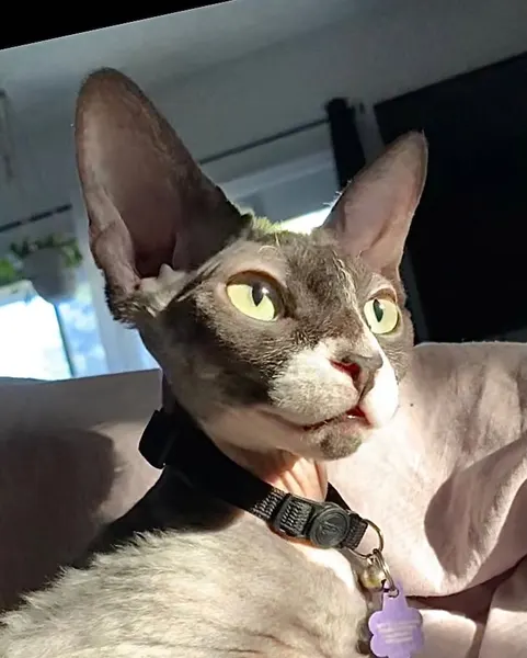 Animal