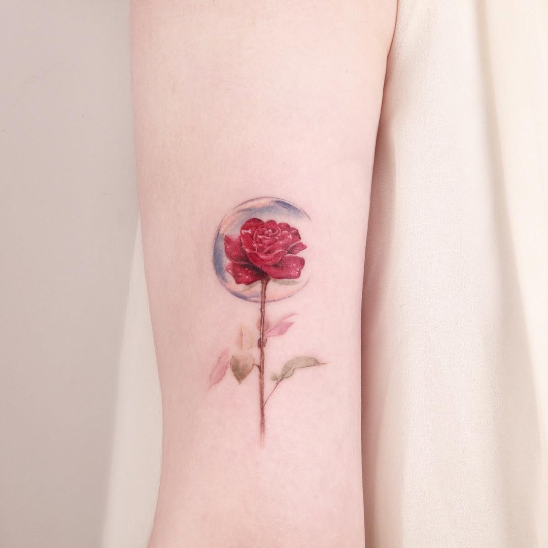 Flower, Rose, Nature