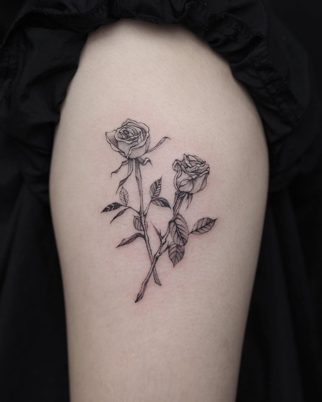 Flower, Rose, Nature