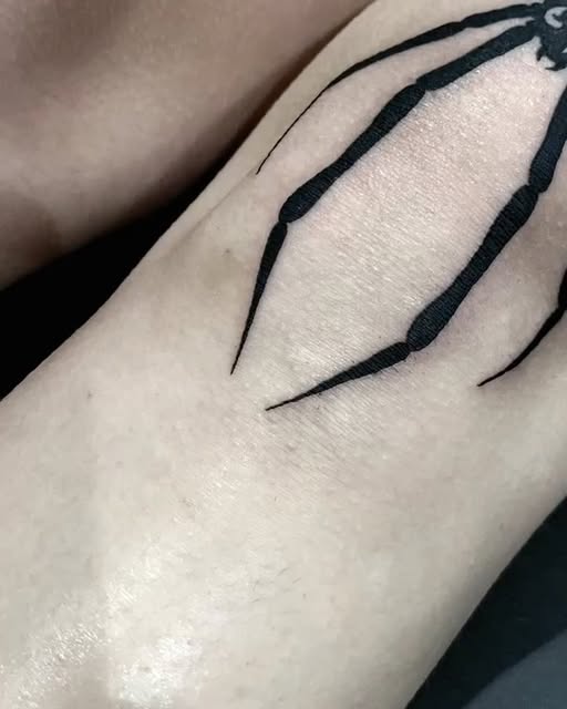 Animal, 거미