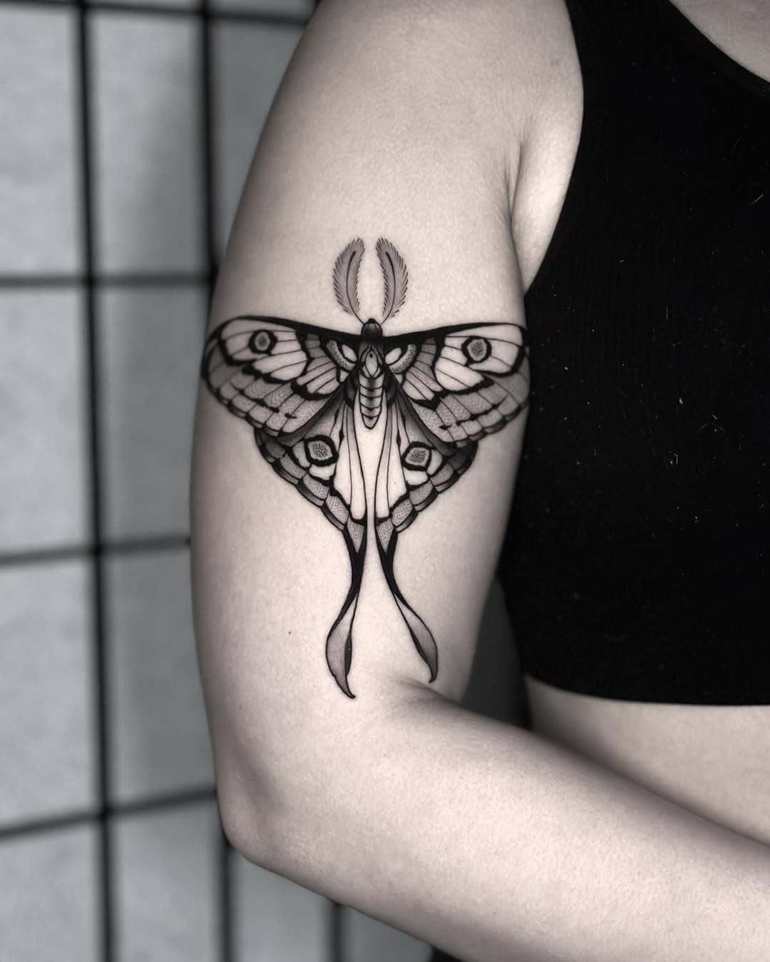 Animal, Nature