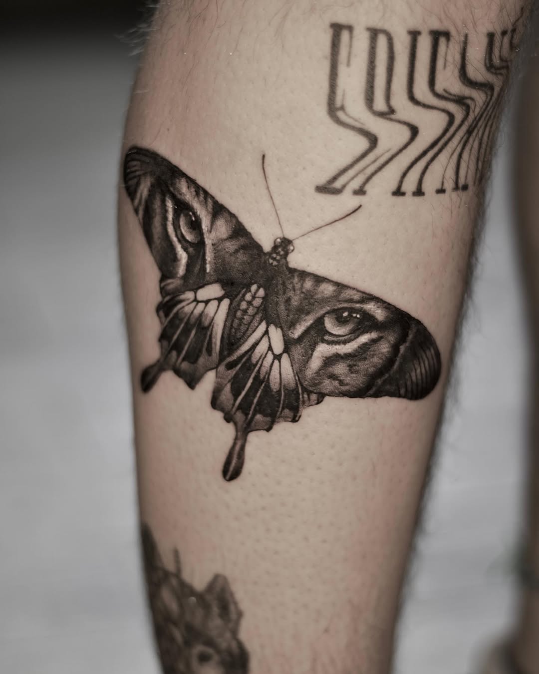 Animal, Nature