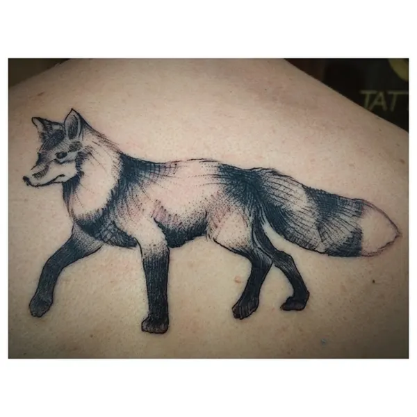 Animal, 여우, 너구리