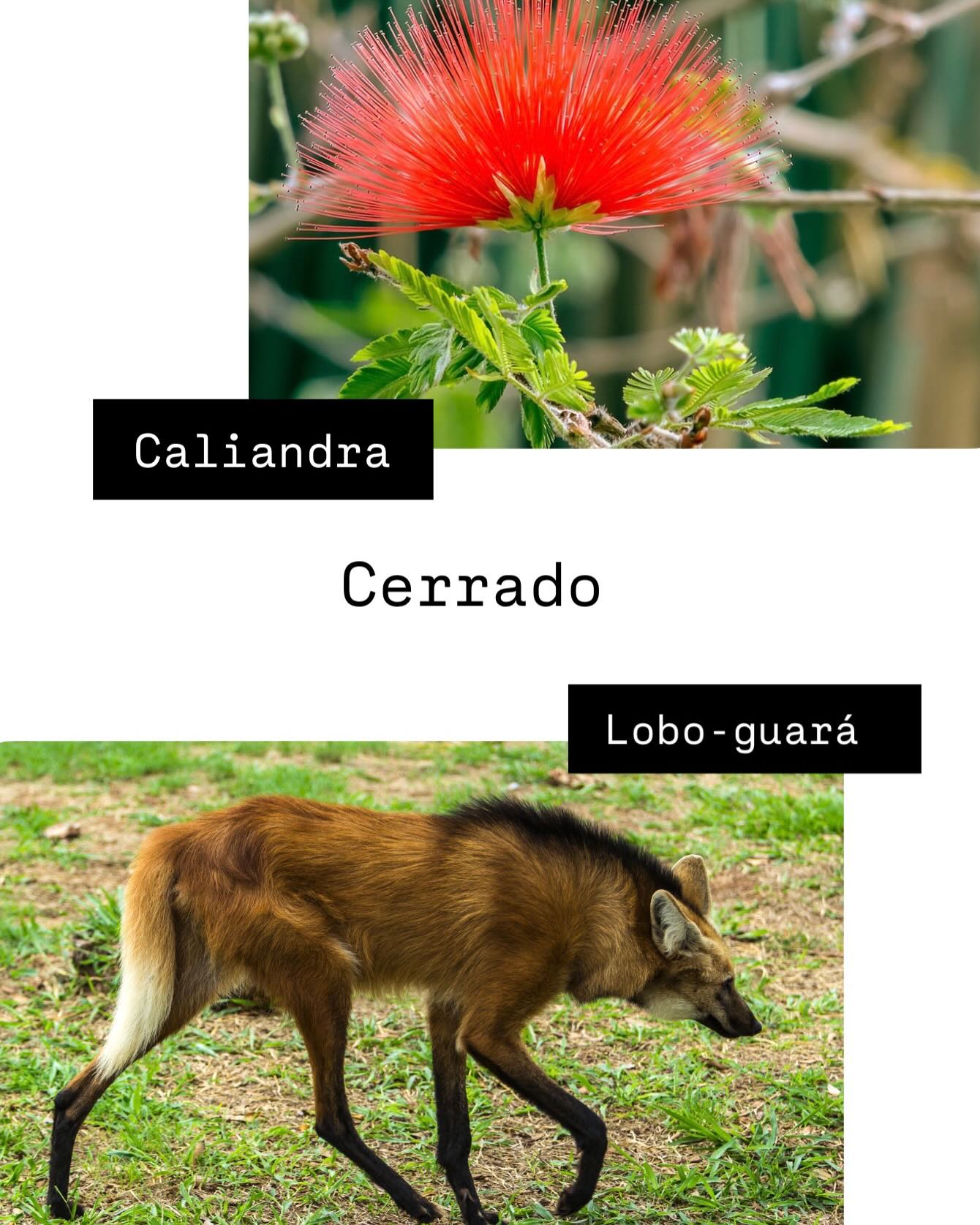 Animal
