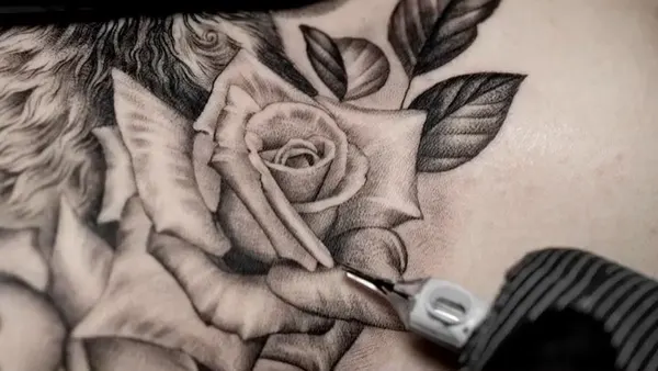 Flower, Rose, Nature