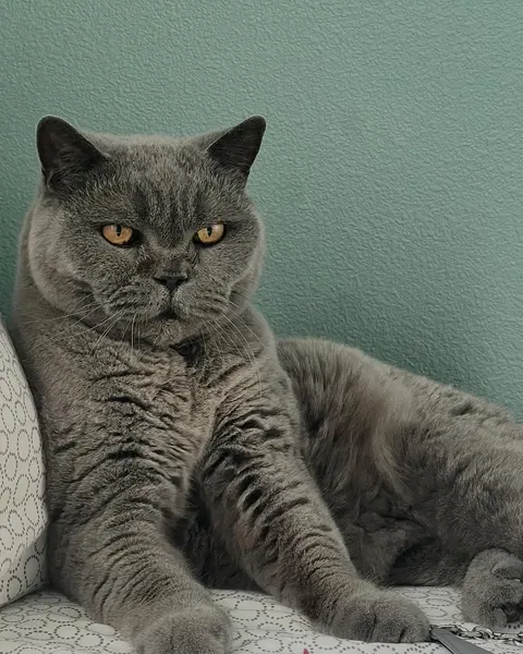고양이