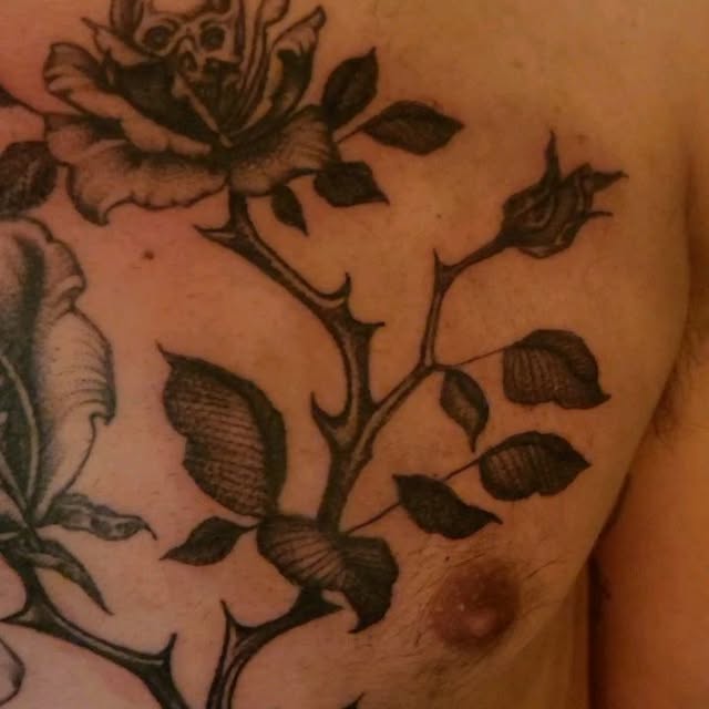 Flower, Rose, Nature
