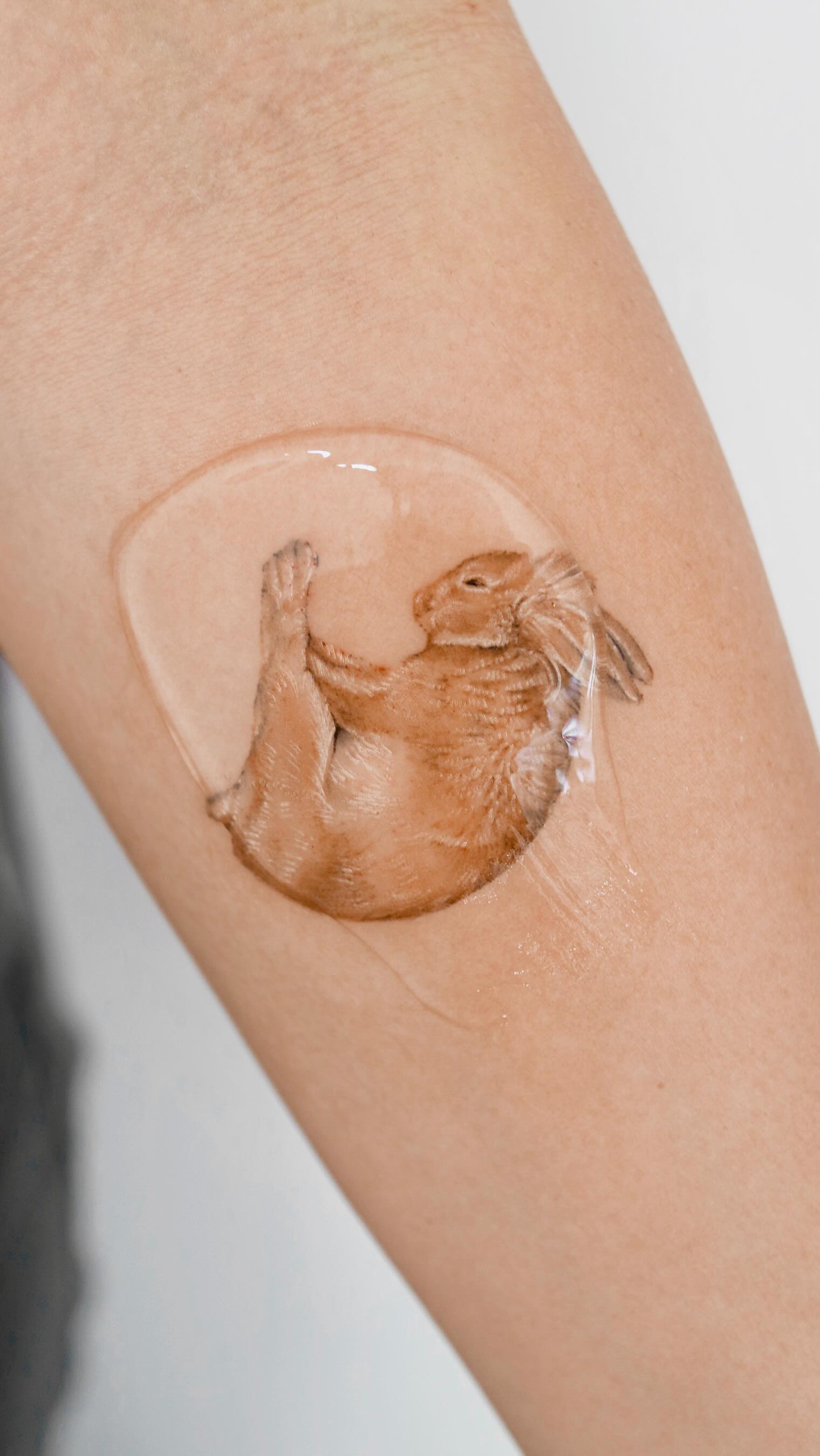 Animal, 토끼