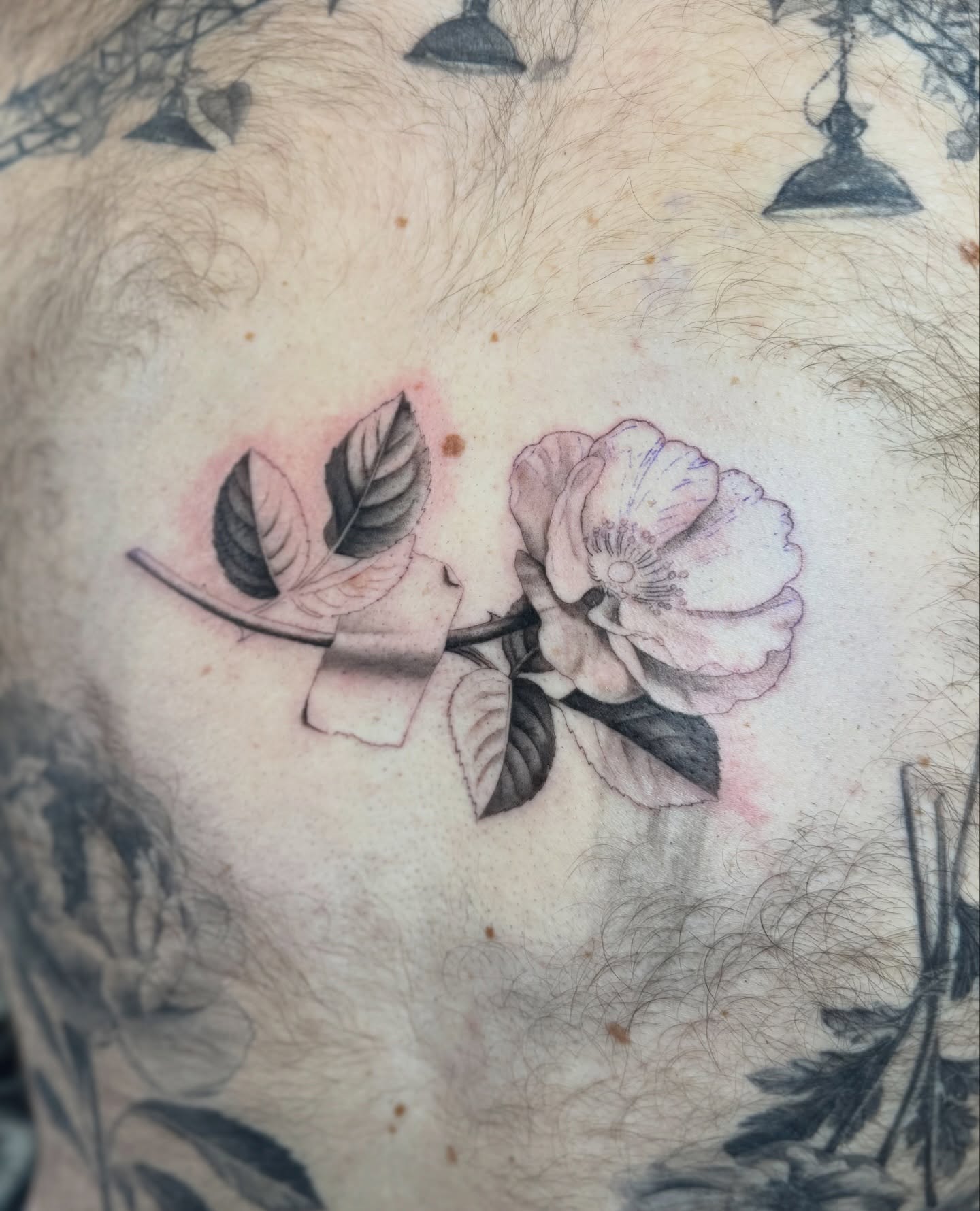 Flower, Rose, Nature