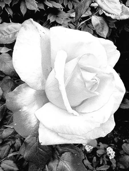 Flower, Rose, Nature