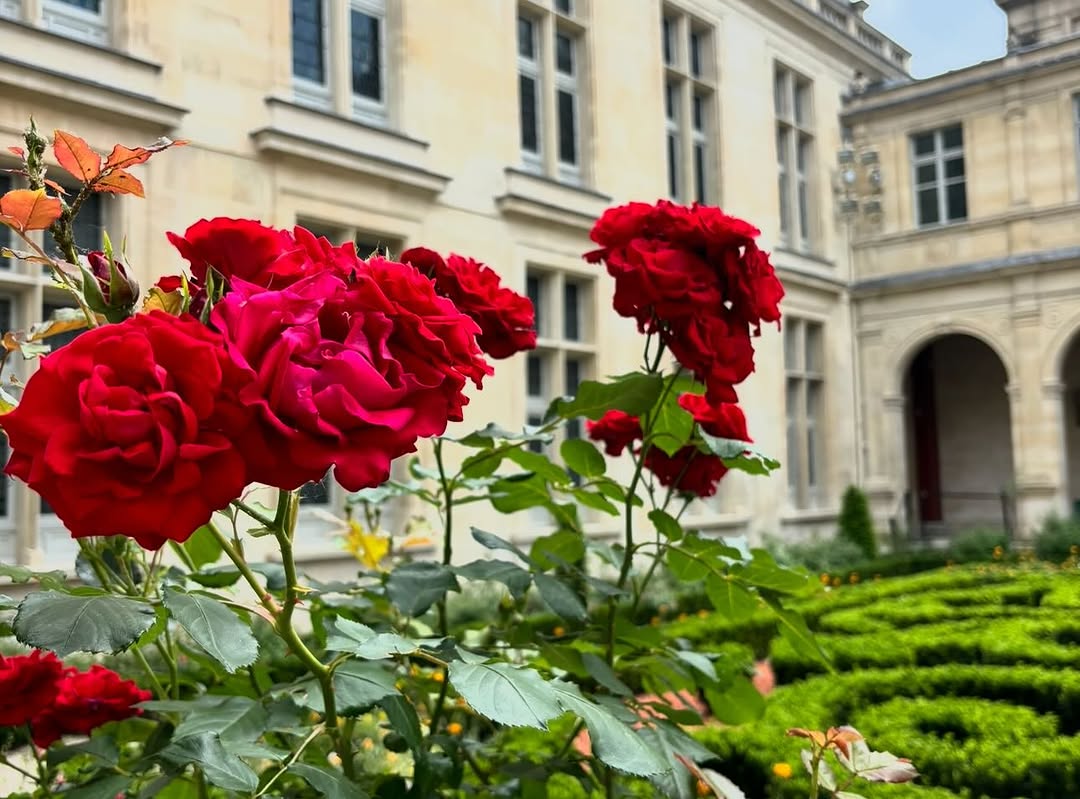 Flower, Nature, Rose