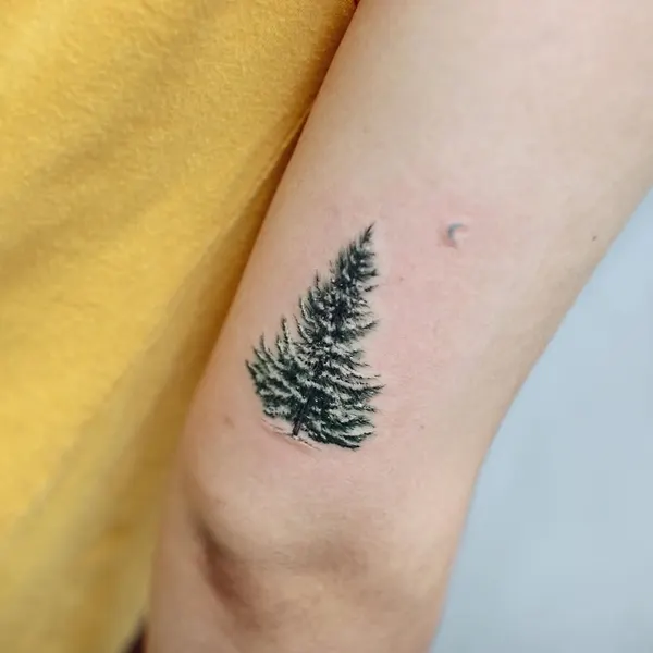 Nature, 소나무, 고사리