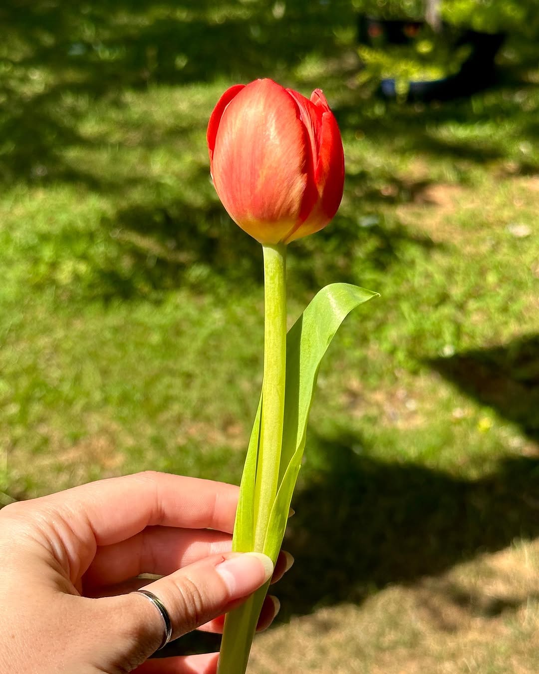 Flower, 튤립