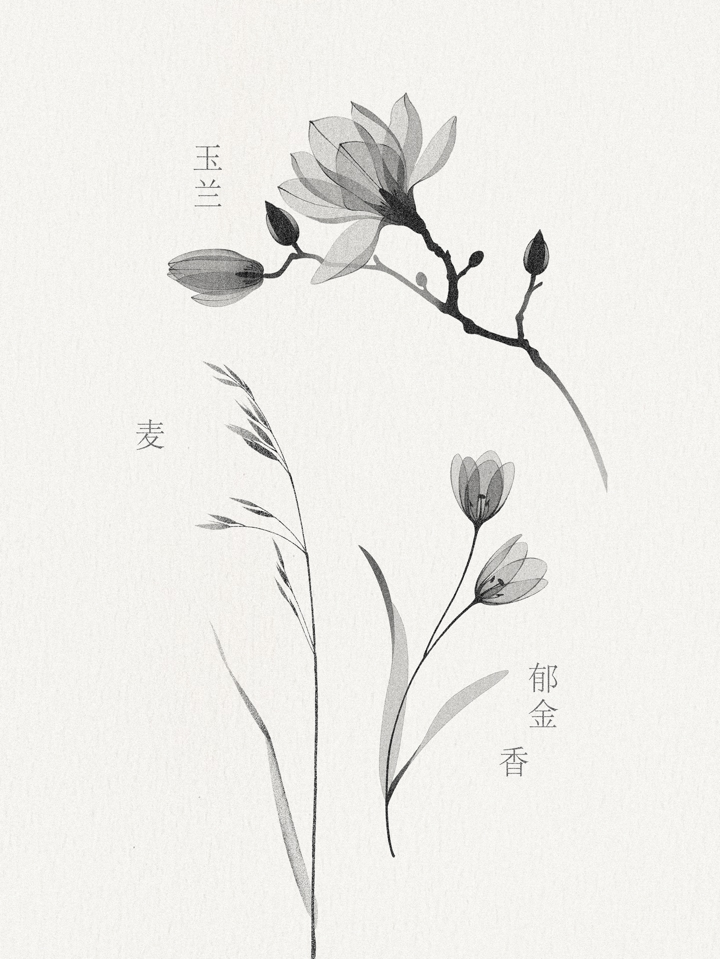 Flower, Nature, Rose