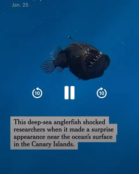 Animal