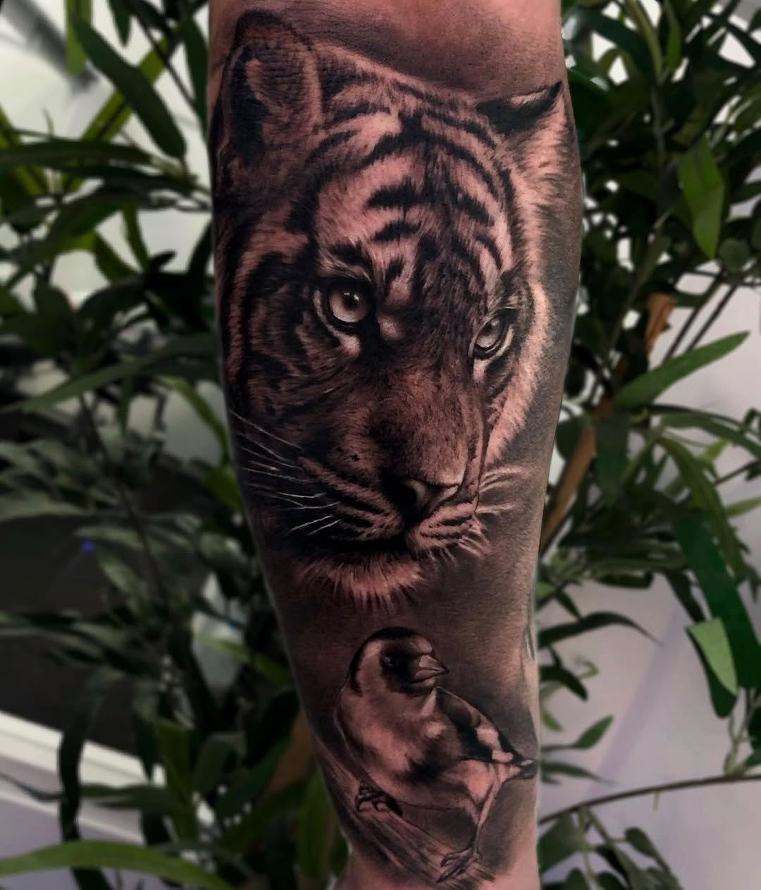 Tiger, 중국 호랑이
