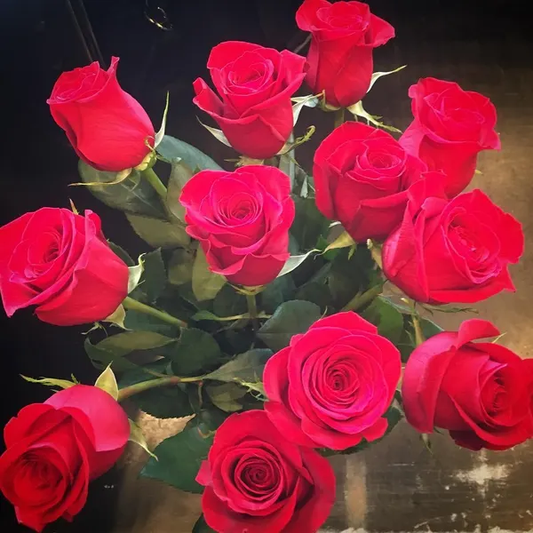 Rose, Nature, Flower
