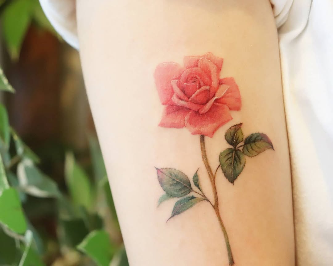 Flower, Rose, Nature