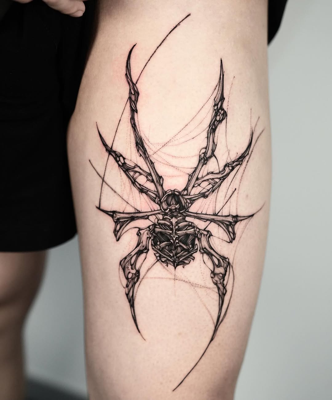Animal, 거미