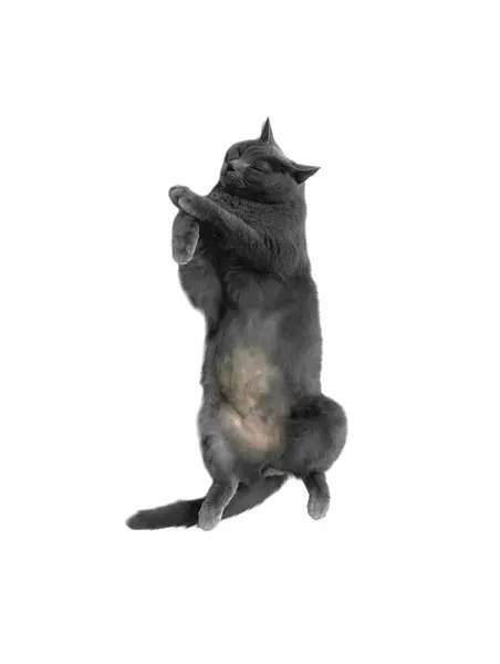 너구리, 다람쥐