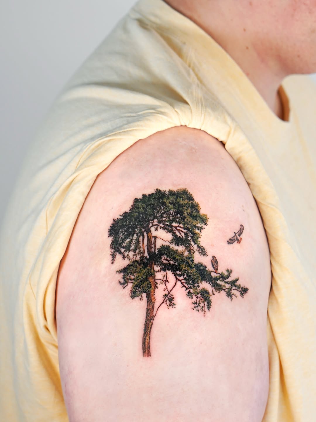 Nature, 나무, 소나무, 숲